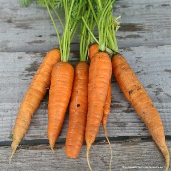 Carte à planter "Je t'envoie des carottes"