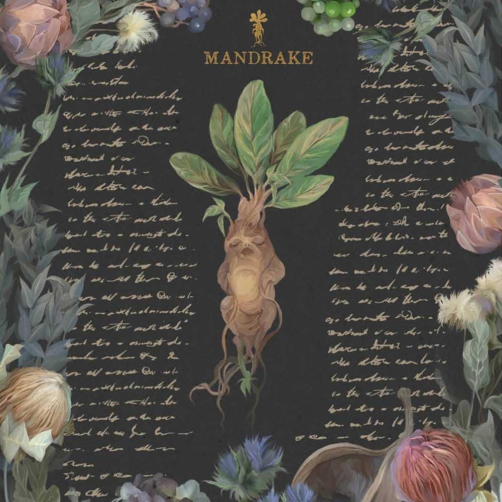 Affiche Mandragore - Harry Potter - Mandrake