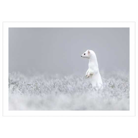 Wunschkarte - Fotografie weisses Hermelin