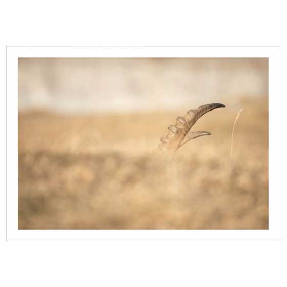 Carte de voeux - Photographie Bouquetin