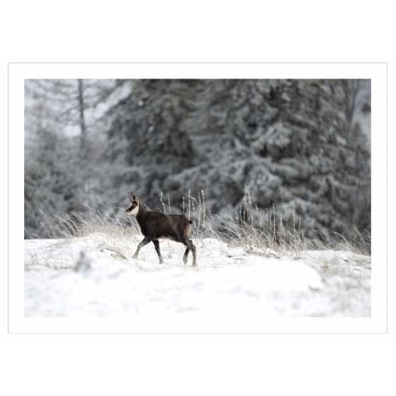 Carte de voeux - Photographie Chamois