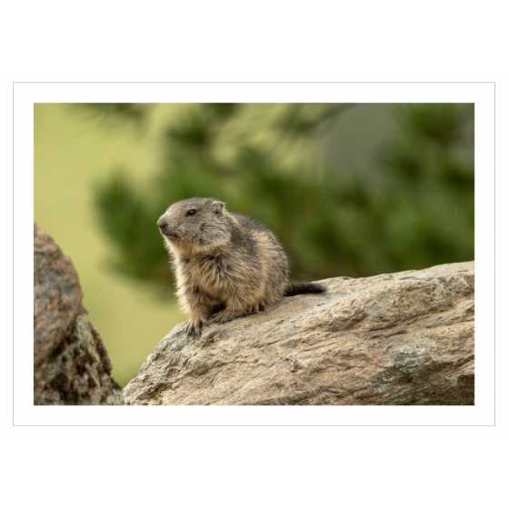 Wunschkarte - Fotografie Murmeltier