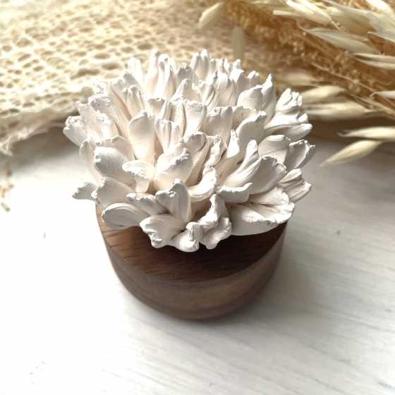 Diffuseur Œillet du Japon - ANOQ