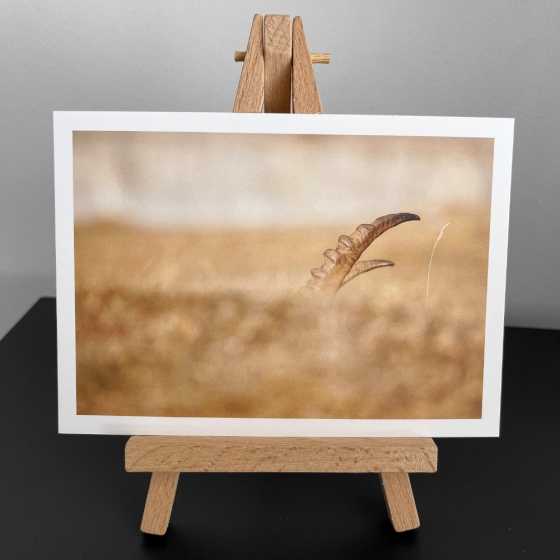 Carte de voeux - Photographie Bouquetin