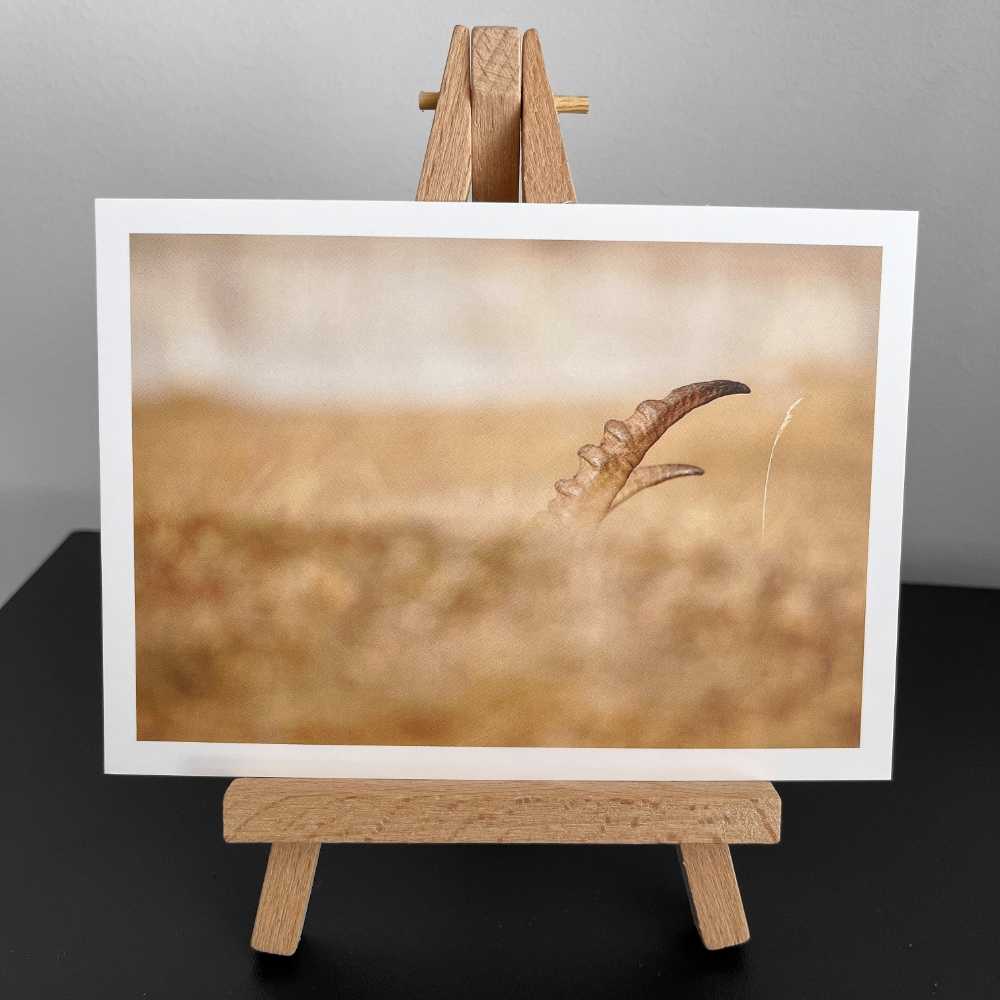 Wunschkarte - Fotografie Steinbock