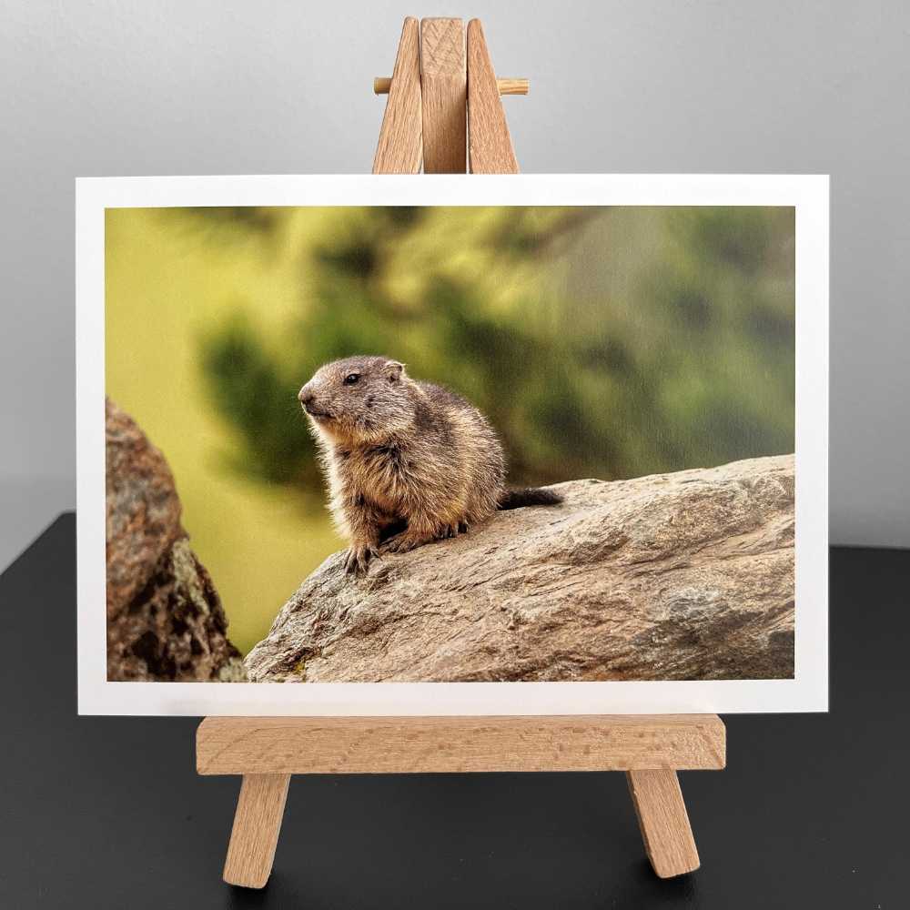 Wunschkarte - Fotografie Murmeltier
