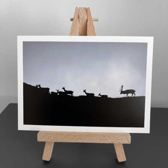 Wunschkarte - Fotografie  Hirschröte