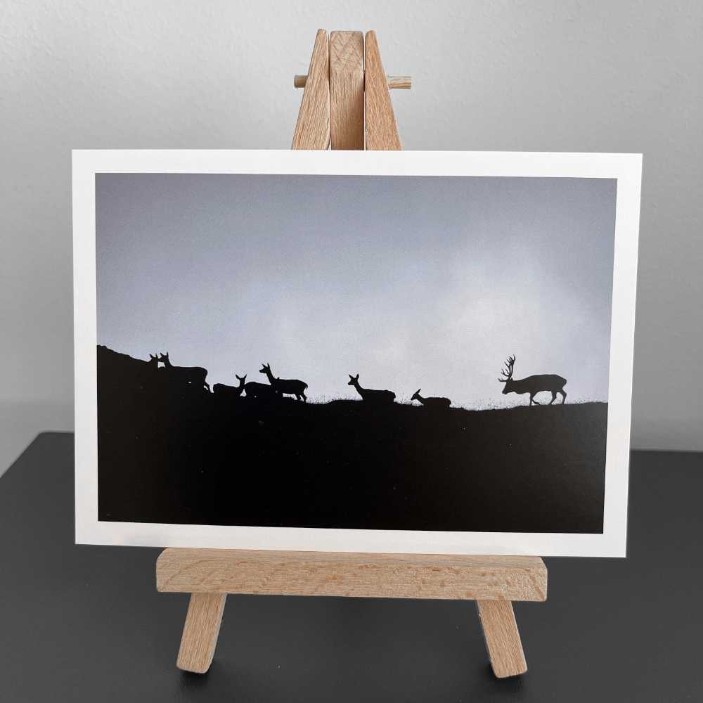 Carte de voeux - Photographie Brame du cerf