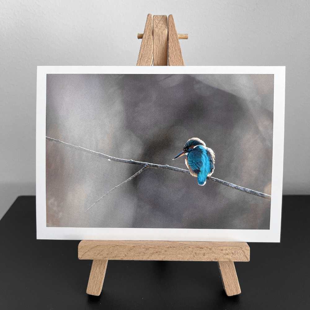 Wunschkarte - Fotografie Eisvogel