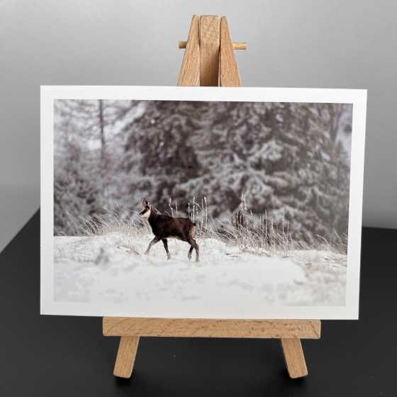 Carte de voeux - Photographie Chamois