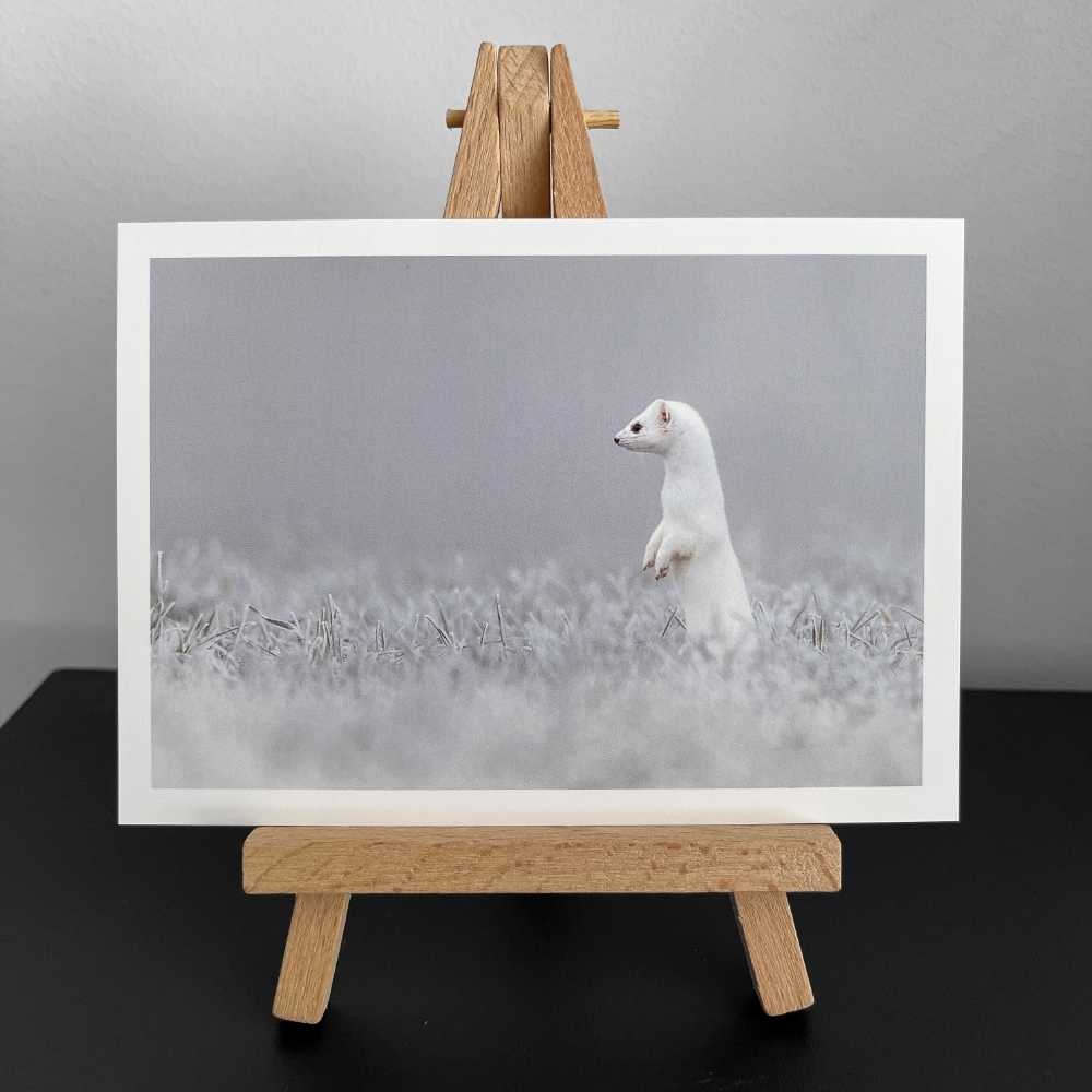 Wunschkarte - Fotografie weisses Hermelin