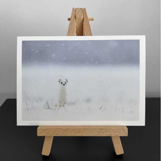 Wunschkarte - Fotografie Hermine im Schnee