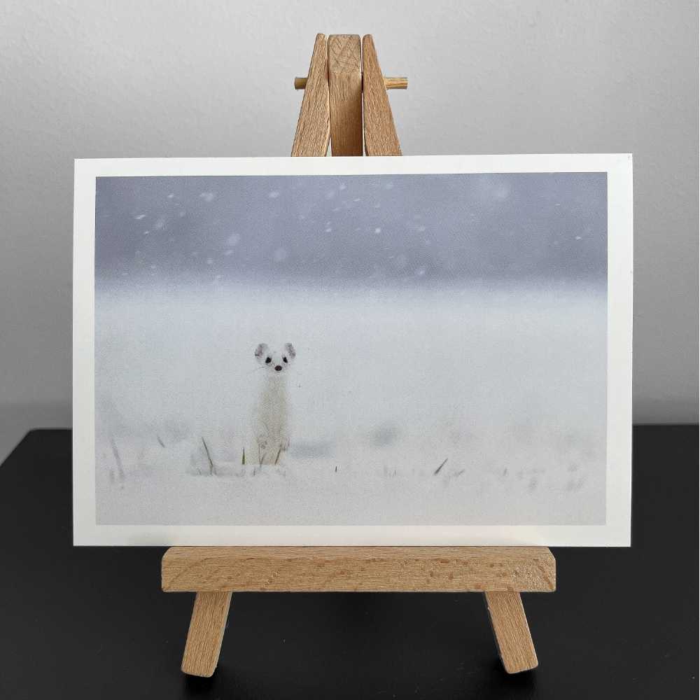 Carte de voeux - Photographie Hermine sous la neige