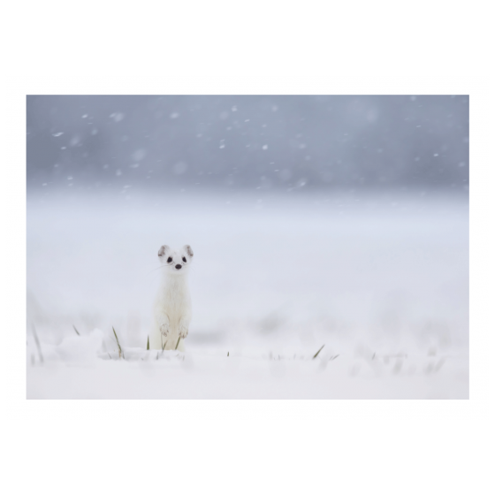 Wunschkarte - Fotografie Hermine im Schnee