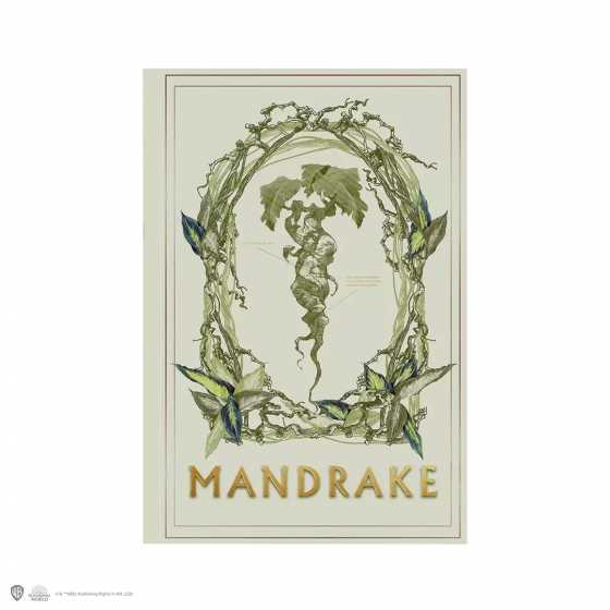 Carnet souple - Mandragore - Harry Potter