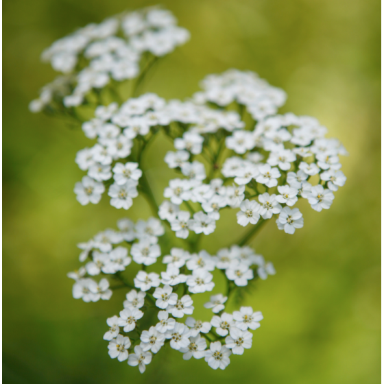 Infusion Achillee Millefeuille Bio Sommite Fleurie 35g