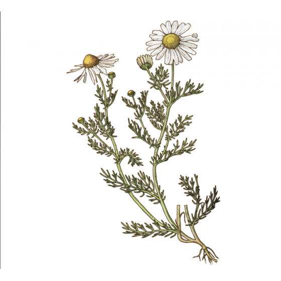 Bio-Kamille-Tee Blüten 30 g