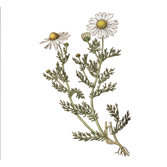 Infusion Camomille matricaire bio Fleur 30 g