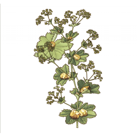 Infusion Alchémille bio Partie aérienne 30 g