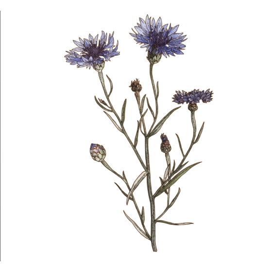 Bio-Kornblumenblütentee 20 g
