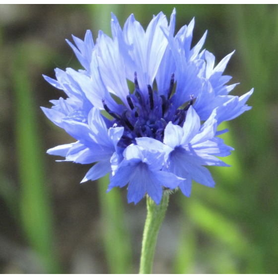 Bio-Kornblumenblütentee 20 g