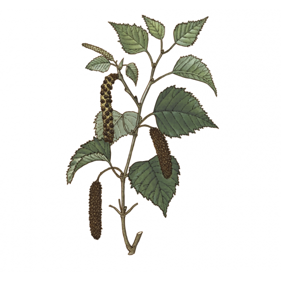 Infusion Bouleau bio Feuille 40 g