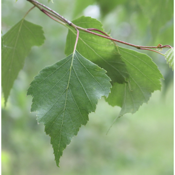 Infusion Bouleau bio Feuille 40 g