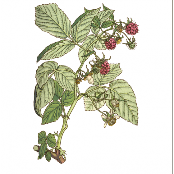 Infusion Framboisier bio Feuille 30 g