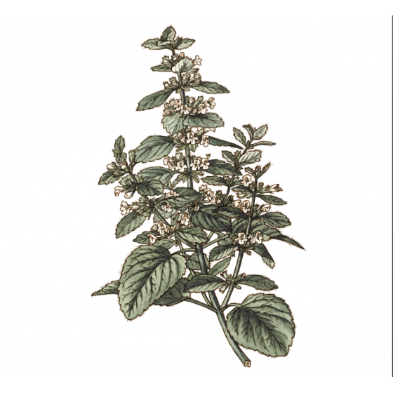 Infusion Mélisse bio Feuille 25 g