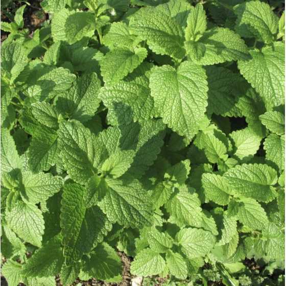 Bio-Melissenblätter-Tee 25 g