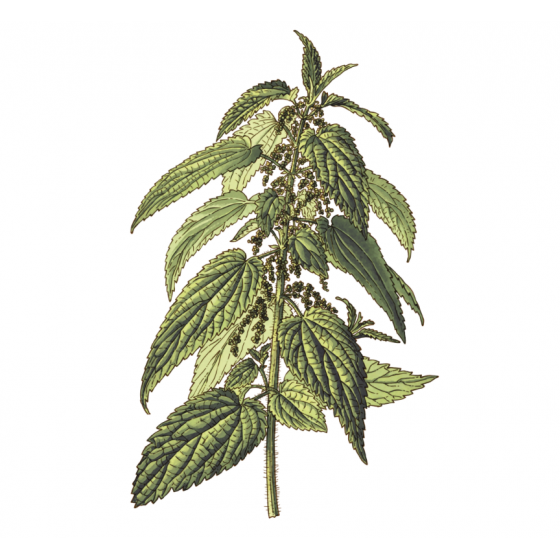 Infusion Ortie bio Feuille et tige 40 g
