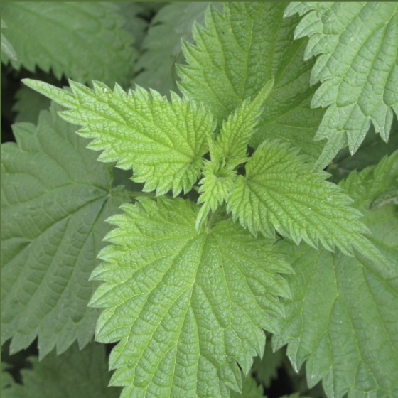 Infusion Ortie bio Feuille et tige 40 g