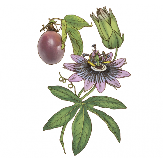 Bio-Passionsblumenkraut-Tee 40 g