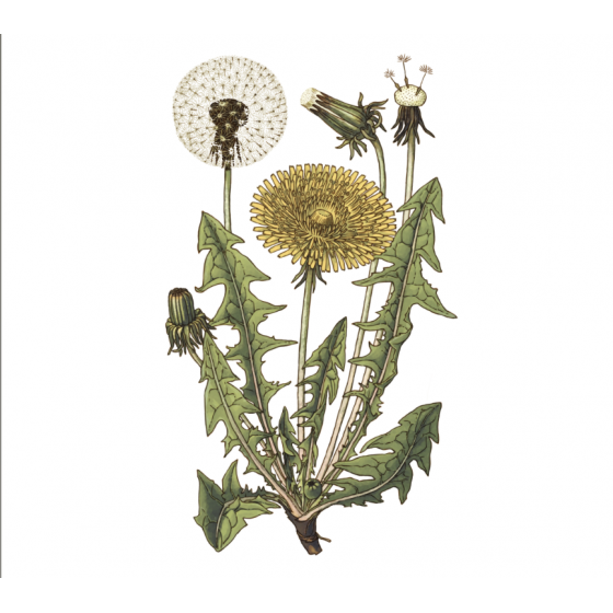 Bio-Löwenzahnblätter-Tee 30 g