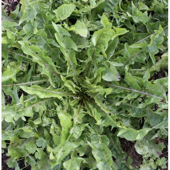 Infusion Pissenlit bio feuille 30 g