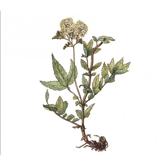 Infusion Reine des prés bio Sommité fleurie 40 g