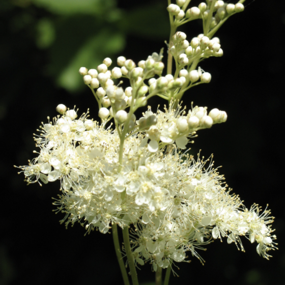 Bio-Mädesüssblütentee 40 g