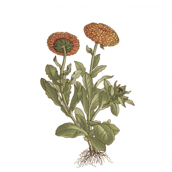 Infusion Souci bio Fleur 25 g