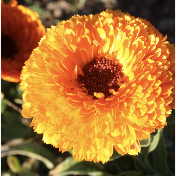 Infusion Souci bio Fleur 25 g