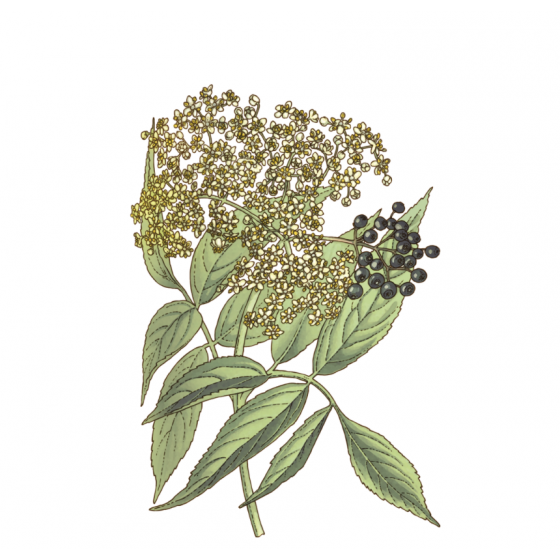 Bio-Holunderblüten-Tee 30 g