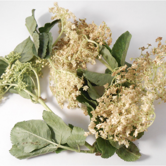 Bio-Holunderblüten-Tee 30 g