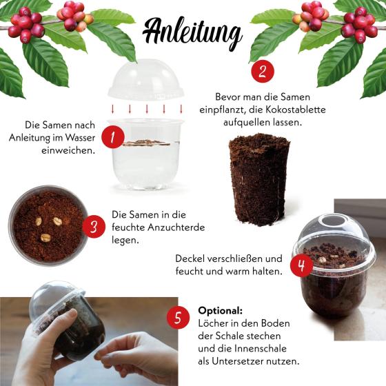 Kit à planter Caféier nain – Faites pousser votre propre caféier