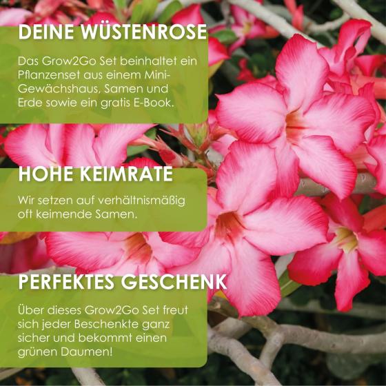 Anzuchtset Wüstenrose – Adenium obesum zum Selberziehen