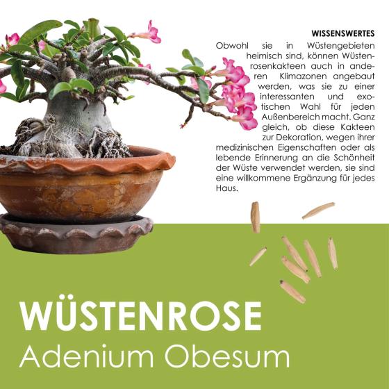 Kit à planter Rose du désert – Adenium obesum à faire pousser